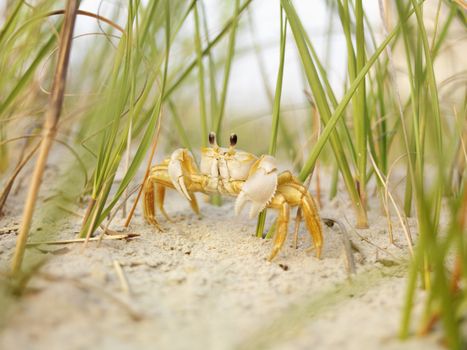 Close up of ghost crab on beach.