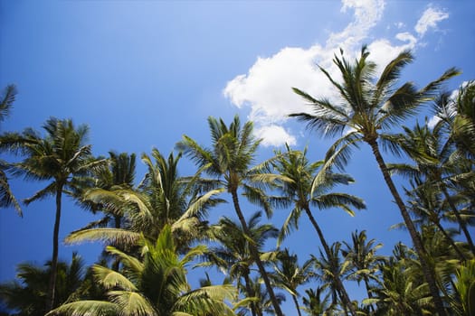 Palm trees and blue sky.