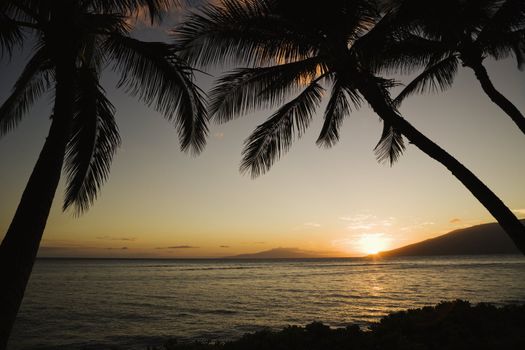 Sunset over Pacific ocean with silhouetted palm trees.