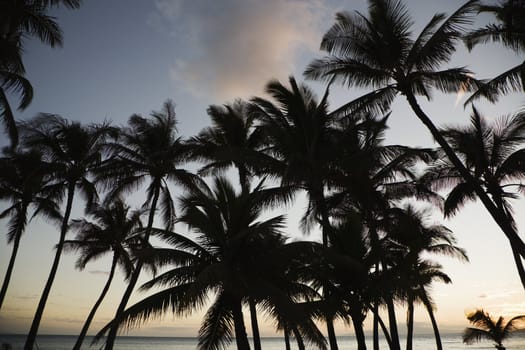 Palm trees silhouetted against sky.