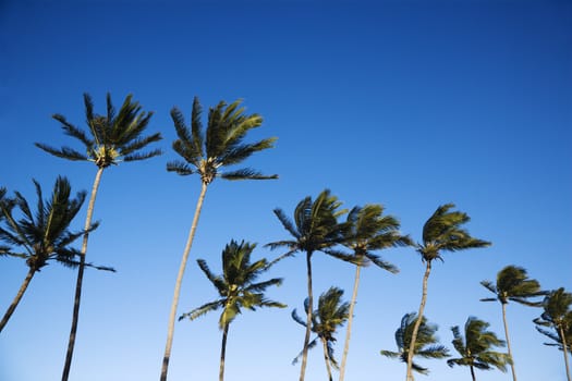 Palm trees swaying in wind against clear blue sky.