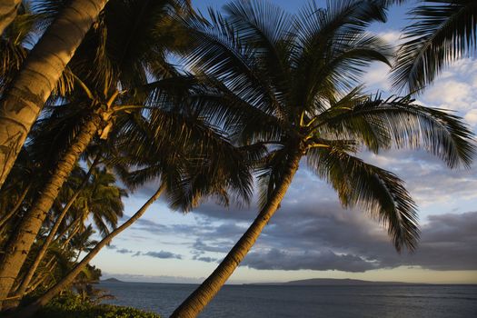 Palm tree by Pacific ocean in Maui, Hawaii.