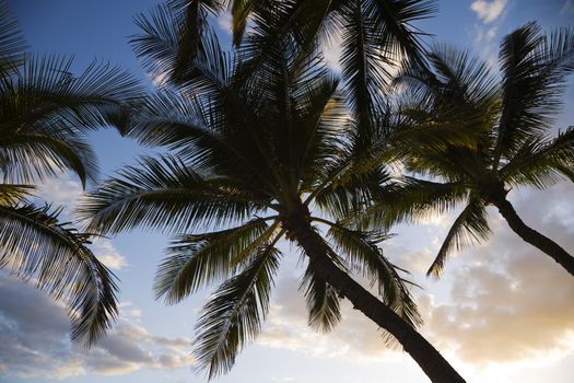 Palm trees silhouetted against sky in Maui, Hawaii.