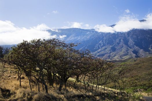 Landscape of Maui, Hawaii with trees in foreground and mountains in background covered in clouds.