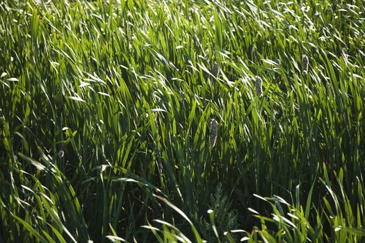 Field of tall grasses and cattails.