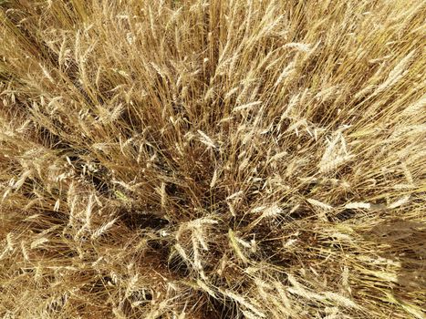 Overhead close up view of wheat field ready for harvest.