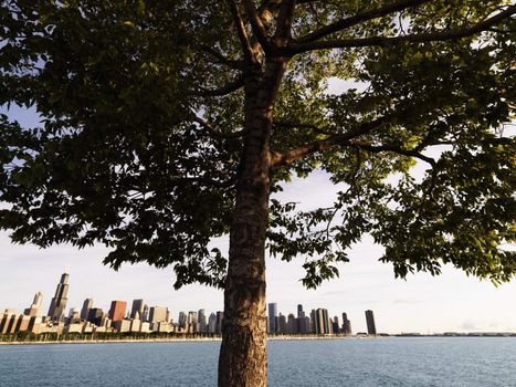Tree with Lake Michigan and Chicago skyline in background.