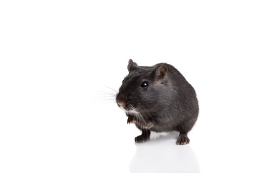 Cute little black gerbil sitting up on white