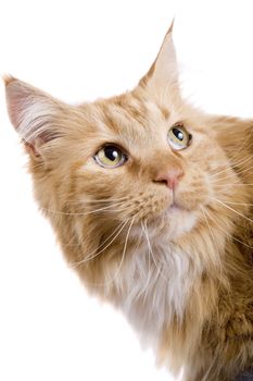 Beautiful red Maine Coone cat on white background