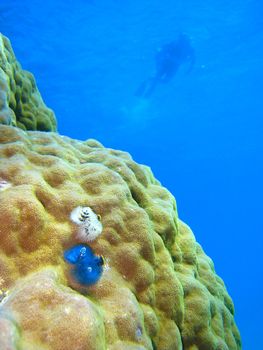 Underwater Scene of Great Barrier Reef in Queensland, Australia