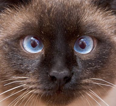 Muzzle of the Siamese cat with blue eyes close-up 