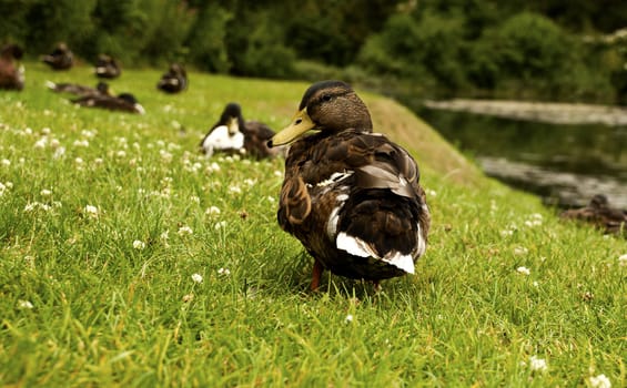 a duck on the bank of a pond