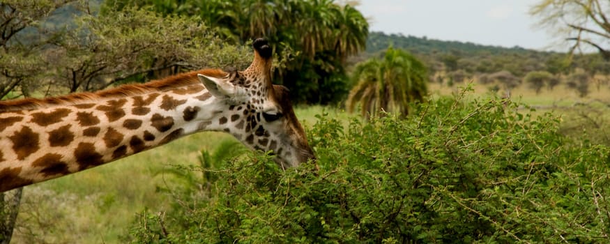 the head and neck of a giraffe feeding in Serengeti