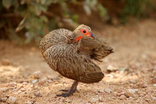 A Swainson's Francolin (Francolinus swainsonii), in the Kruger National Park, South Africa.
