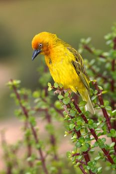 A male Cape Weaver (Ploceus capensis) perching on a spekboom (Portulacaria afra) tree in the Eastern Cape, South Africa.