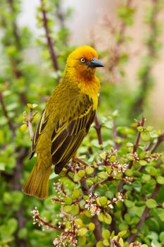 A male Cape Weaver (Ploceus capensis) perching on a spekboom (Portulacaria afra) tree in the Eastern Cape, South Africa.