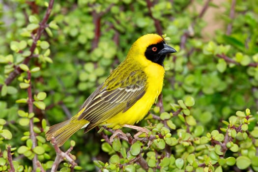 A male Southern Masked Weaver (Ploceus velatus) perching on a spekboom tree (Portulacaria afra) in the Eastern Cape, South Africa.