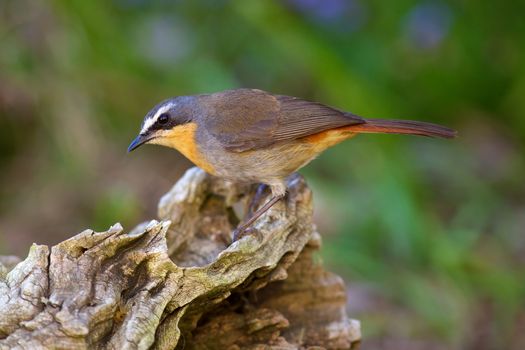 The Cape Robin-Chat (Cossypha caffra) is found in the thickets, forest margins, riprarian fringes and parks and gardens of South Africa.