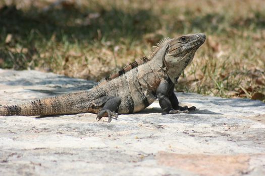 Mexican Iguana