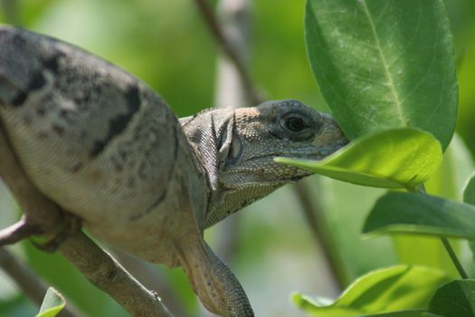 Mexican Iguana