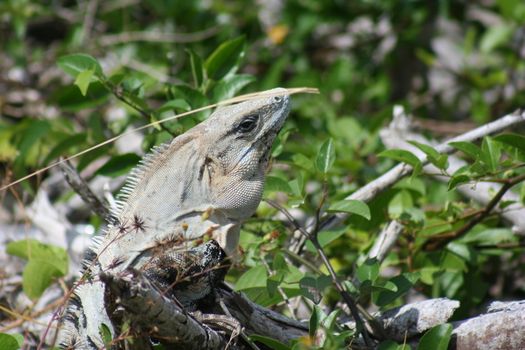 Mexican Iguana