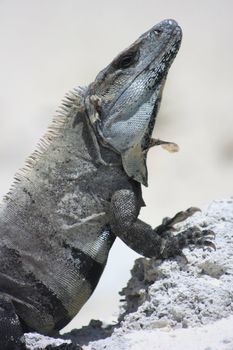 Mexican Iguana