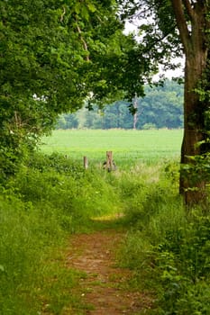 footpath with see through of a forest surrounded by green trees 