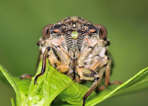 A macro close-up of the face of a cicada, perched on a plant.