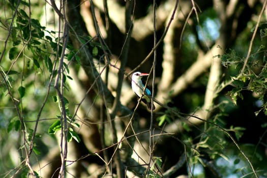 Zambia Bird
