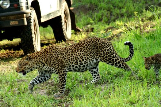 Zambia Leopard