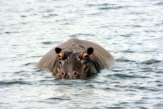 Botswana Hippo