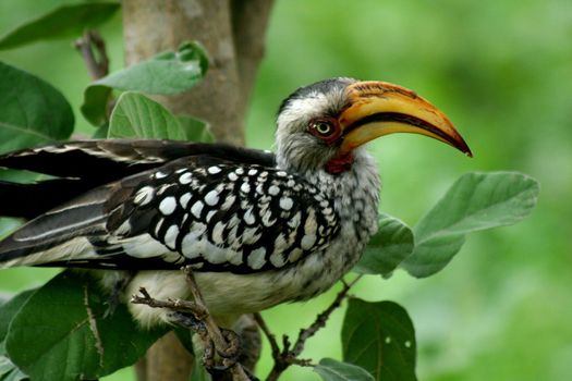 Botswana Bird