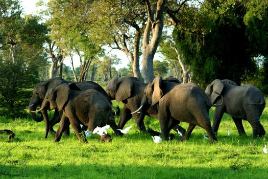 Zambia Elephants running