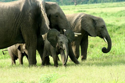 Zambia Elephant Family