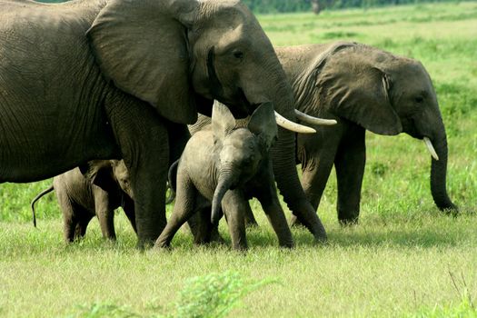 Zambia Baby Elephant
