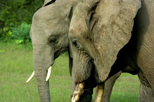 Zambia Elephant