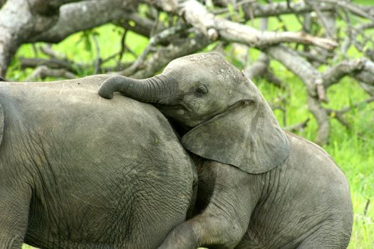 Zambia Baby Elephant