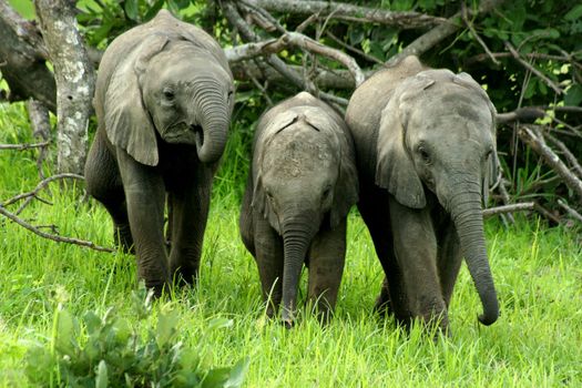 Zambia Babys Elephants