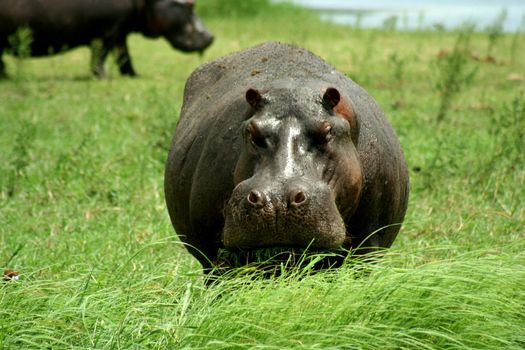 Botswana Hippo