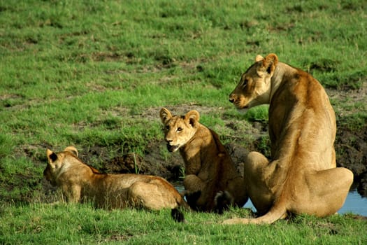 Botswana Lion