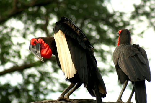 Botswana Birds