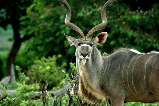 Botswana Kudu Antilope