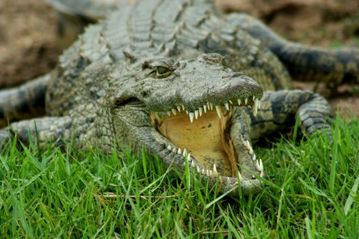 Botswana Aligator