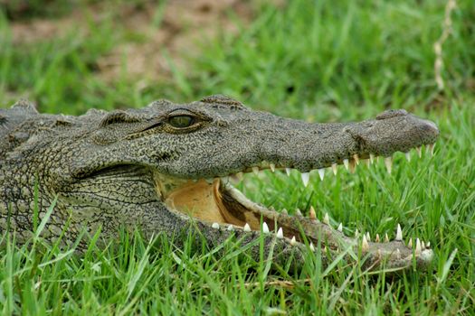 Botswana Aligator 