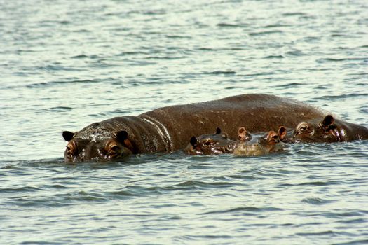 Botswana Hippo