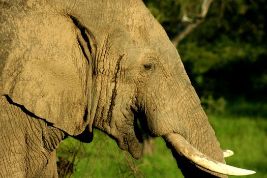 Zambia Elephant