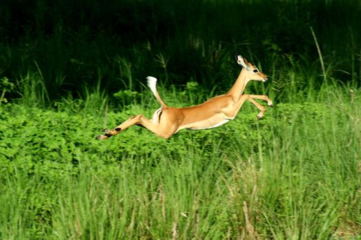 Zambia Antilope