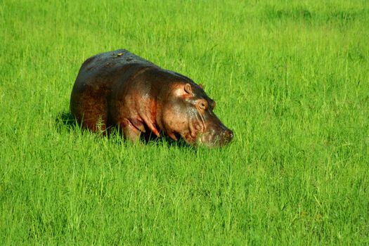 Zambia Hippo