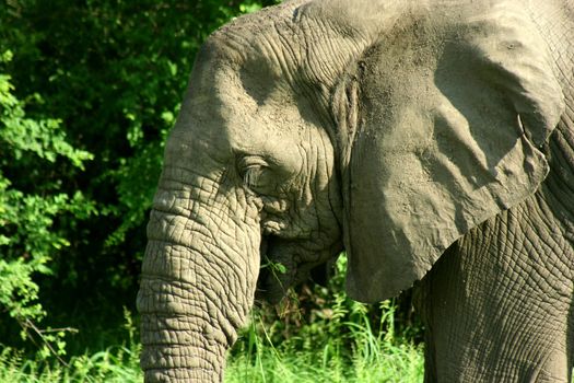 Zambia Elephant