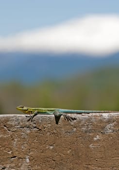 A curious Iguana in Pucon, Chile 